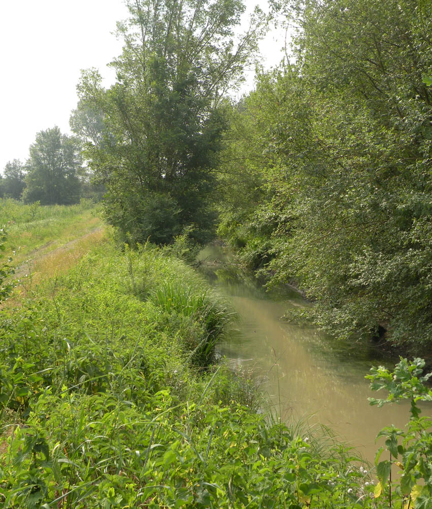 Dinobryon forse sertularia